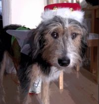 Doggle3