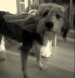 Doggie4